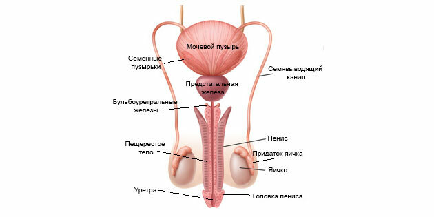Ejakulacija: zgradba moškega reproduktivnega sistema