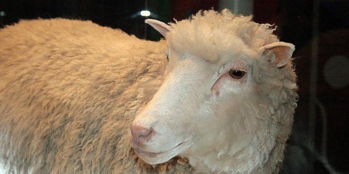 kloniranje: ovca dolly