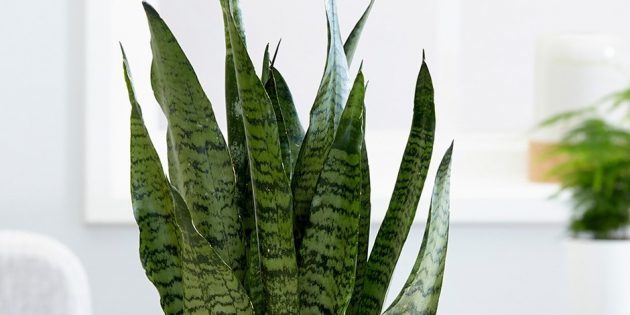 Shade sobne rastline: sansevieriya zeylanika