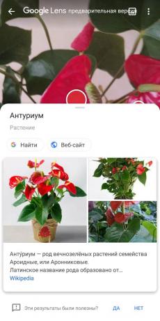 Identifikacijo vrst sobne rastline z Google Lens