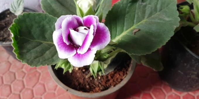 Gloxinia in ji ni vseeno: kako presaditev