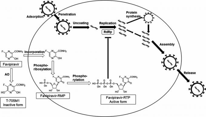 Mehanizem delovanja favipiravirja, na podlagi katerega je bil razvit avifavir