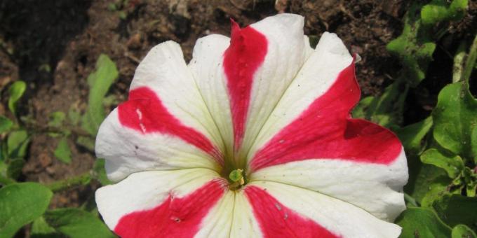 Nezahtevne rože za gredice: petunije grandiflora
