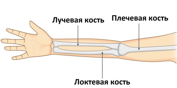 Ko je roka zlomljena, se ena od treh kosti poškoduje.