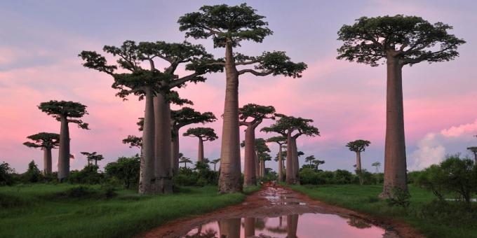 Madagaskarja gozdovi