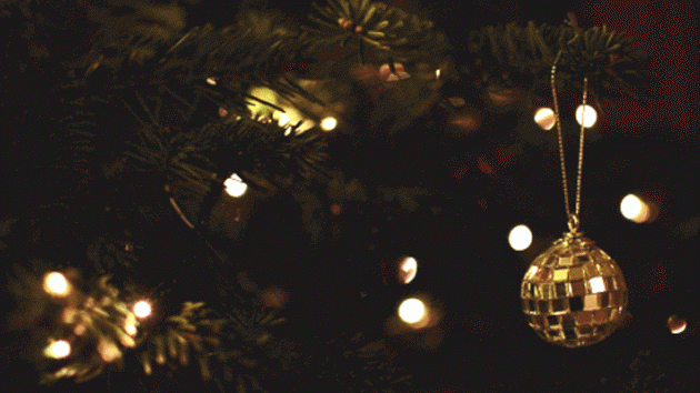 živo božično drevo