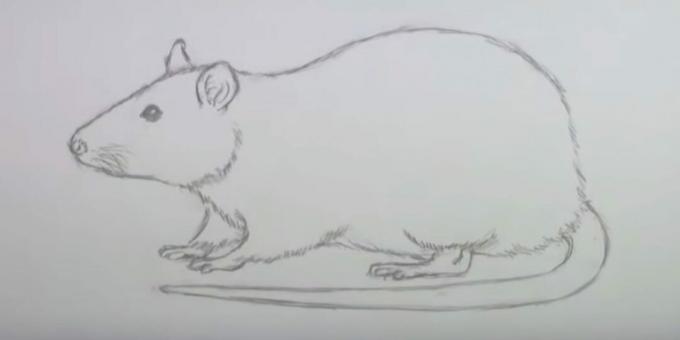 Kako risati miško: izbrišite skice