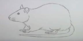 15 načinov risanja miške ali podgane