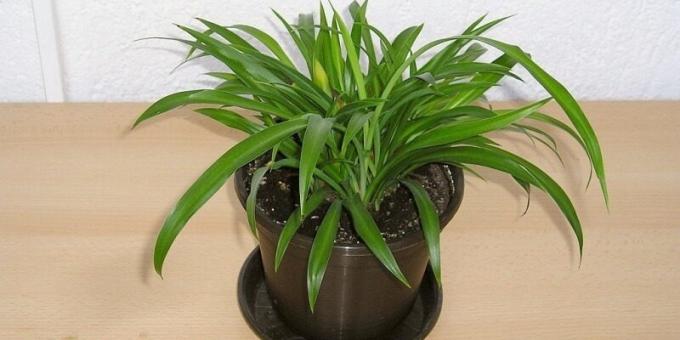 Shade sobne rastline: Chlorophytum