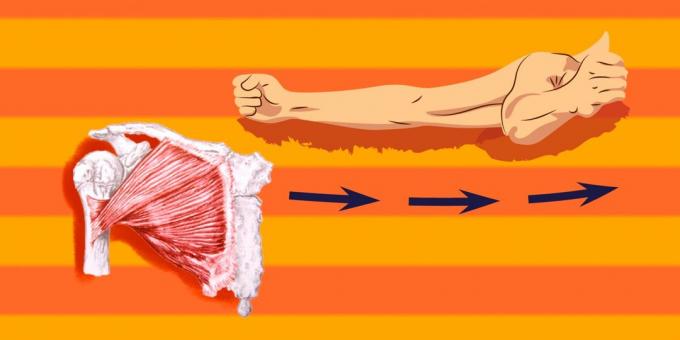 Vaje za prsne mišice: prsni koš, da postane olajšave, je potrebno črpanje velikih prsnih mišic