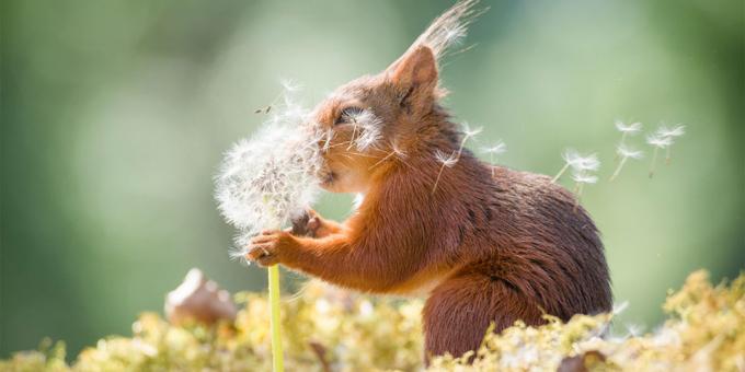 Najbolj smešne fotografije živali - veverica z regrata