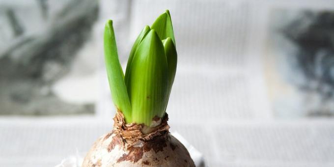 Kako zbuditi Hyacinth in skrbeti zanj