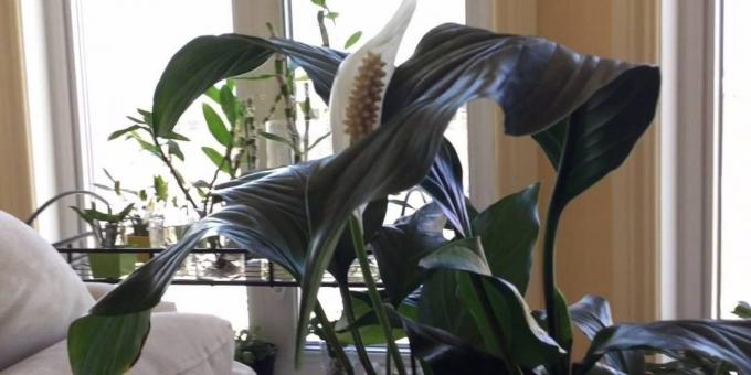 Nega Spathiphyllum doma: Kje postaviti Spathiphyllum