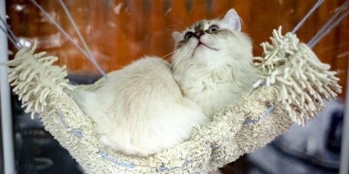 Sibirska mačka: lik