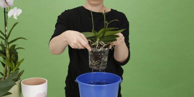 Kako vodo Orchid: dvig pot, da se znebite odvečne vode