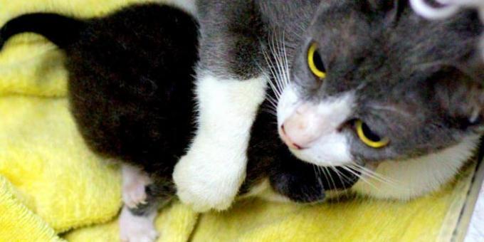 Mačke varujejo svoje mladiče iz katere koli kršitve