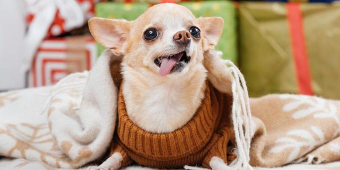 majhni psi: Chihuahua