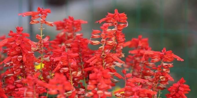 Nezahtevne rože za gredice: Salvia peneče