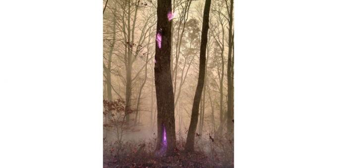 vijolična plamen drevo