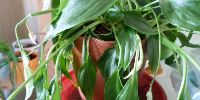 Nega Spathiphyllum doma: Kako za zdravljenje Spathiphyllum, če listi šepati in padel