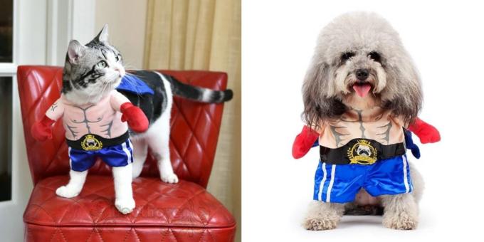 Božični kostumi za pse in mačke: boxer