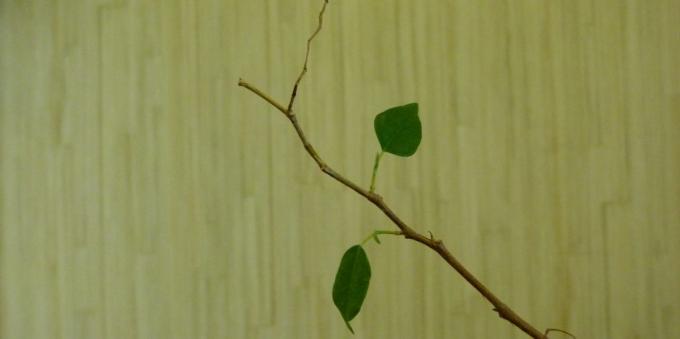 Ficus: oskrba na domu