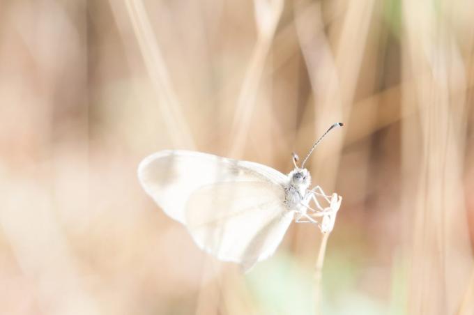 kako lepo fotografirati metulja