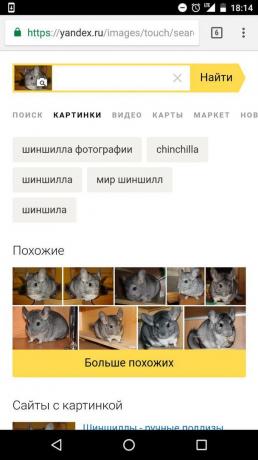 "Yandex": določitev živali na sliki