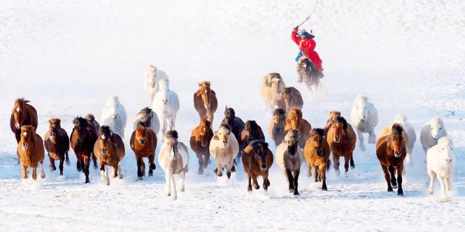 sneg kolesar v Mongoliji. 