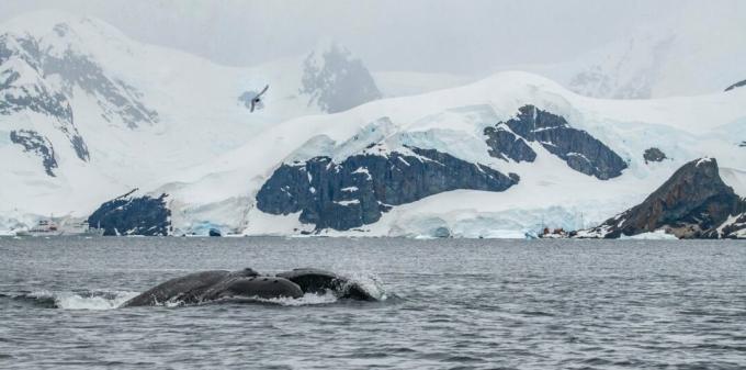 Antarktika: fotografija kita grbavca