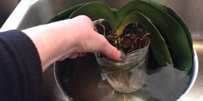Kako zalivati ​​orhidejo: potop, globoko skledo ali drugo posodo