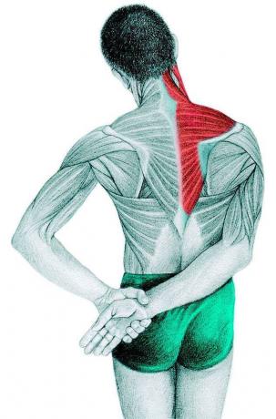 Anatomija raztezanje: Trapez, supraspinatus, deltoidno mišico