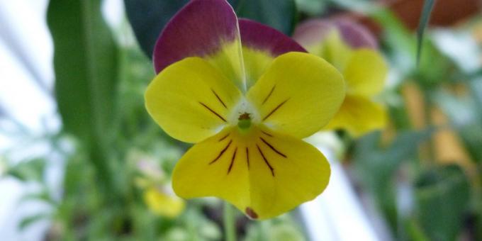 Nezahtevne rože za gredice: Tri barve Viola