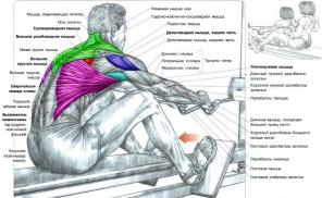 7 vrste pull-ups za širok in močan hrbet