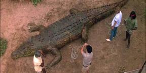 7 grozljivih in smešnih filmov o krokodilih