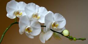 Kako skrbeti za orhideje različnih sort