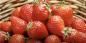 Kdaj in kako posaditi jagode za sadike, da letos obiramo jagode