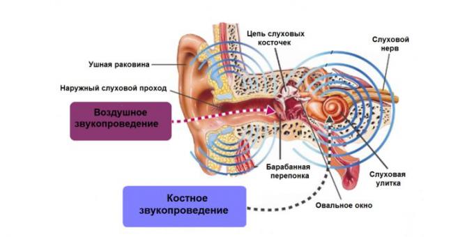 zvonjenje v ušesih, struktura uho