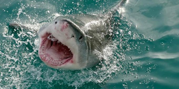 Priljubljene napačne predstave: morski psi napačno napadajo ljudi