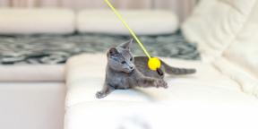Ruska modra mačka: opis, narava in pravila oskrbe