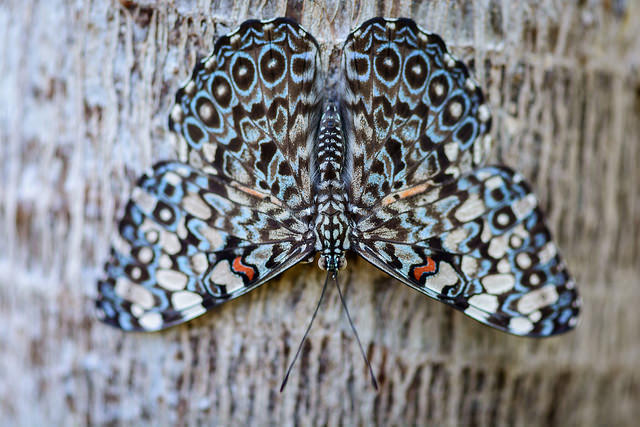 Kako lepo fotografirati metulja