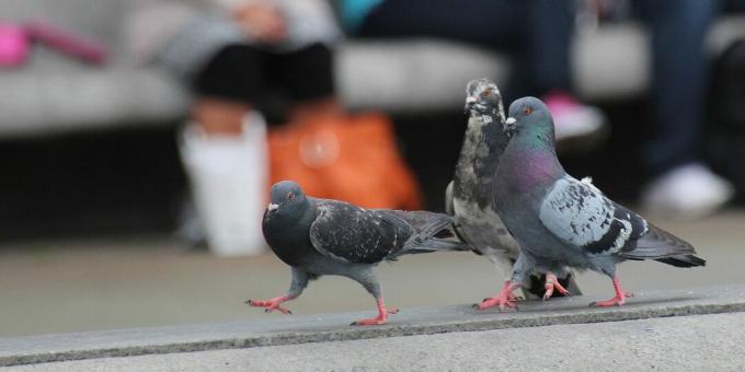 Najpametnejše ptice na svetu: golobi