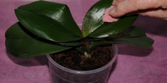 Kako zalivati ​​orhidejo: nežno obrišite listov z vlažno gobo