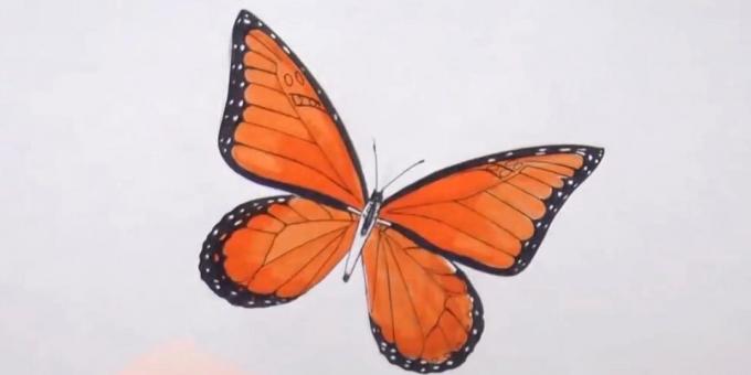 Krog trupa in diverzifikacijo metulj vzorec na krilih