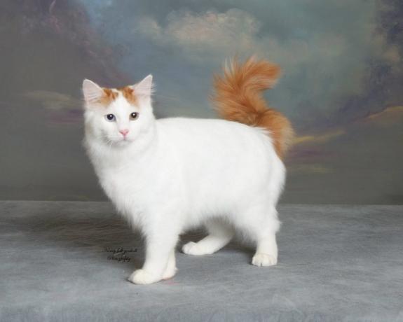 pametna mačka pasme: Turkish Van