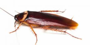 Ali ščurki ugriznejo in kako drugače so lahko nevarni