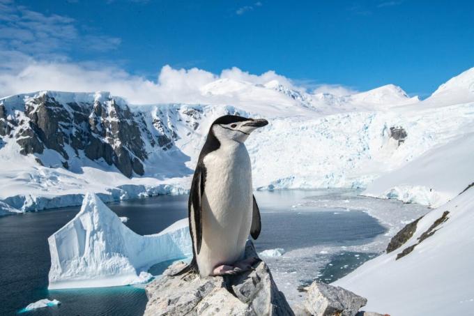 Antarktika: fotografija pingvina