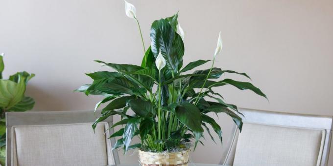 Nega Spathiphyllum doma: kako izbrati pot za presaditev