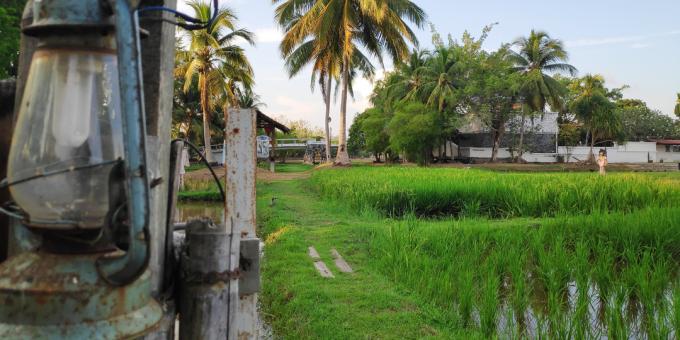 Znamenitosti mesta Langkawi: Muzej kulture riža Laman Padi