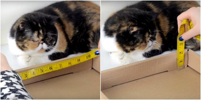DIY mačka za praskanje: opravite meritve